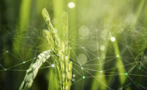 Image symbolique de la RSE : une nature interconnectée