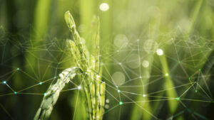 Image symbolique de la RSE : une nature interconnectée